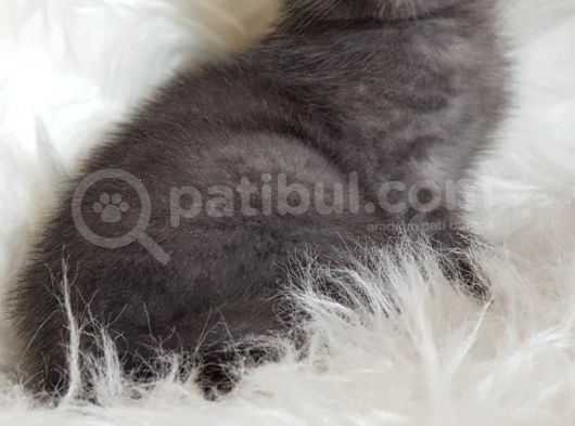Çocuklarla Iyi Anlaşan Blue British Shorthair Yavrumuz Otto görsel
