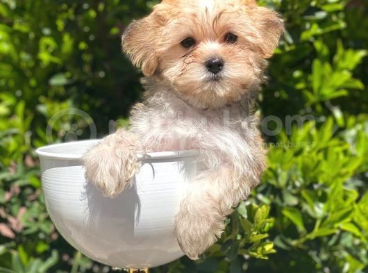 Safkan Gold Morkie Yavrularımız Irk Garantili görsel