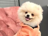 Pomeranian Boo Oğlumuz Fox