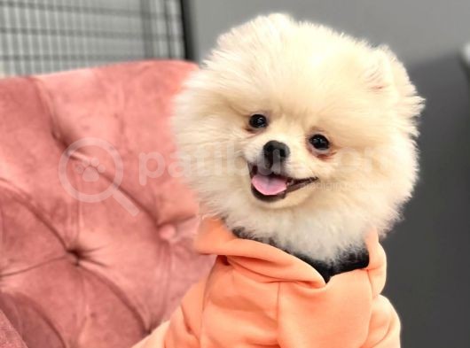 Pomeranian Boo Oğlumuz Fox görsel