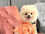 Pomeranian Boo Oğlumuz Fox