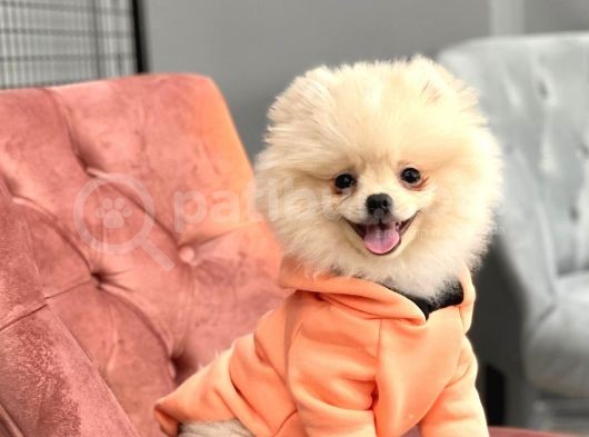 Pomeranian Boo Oğlumuz Fox görsel