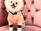 Pomeranian Boo Oğlumuz Fox