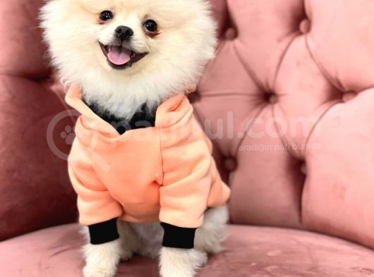 Pomeranian Boo Oğlumuz Fox görsel
