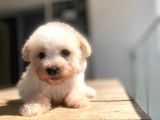 Sevimli Maltipoo Yavrular