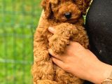 3 Aylık Erkek Toy Poodle Yavrumuz