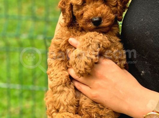 3 Aylık Erkek Toy Poodle Yavrumuz görsel