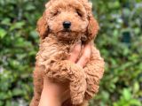 3 Aylık Erkek Toy Poodle Yavrumuz