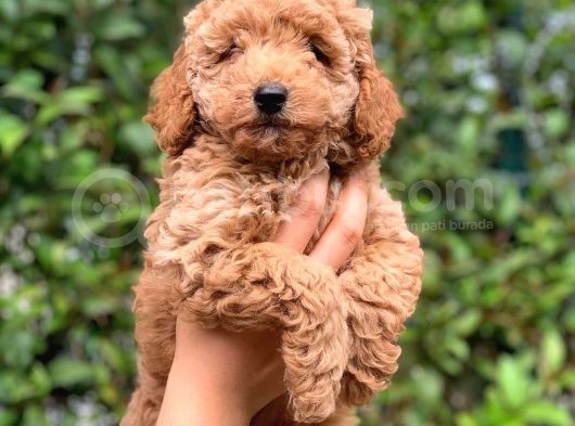 3 Aylık Erkek Toy Poodle Yavrumuz görsel