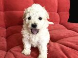 Oyuncu Irk Garantili Maltipoo