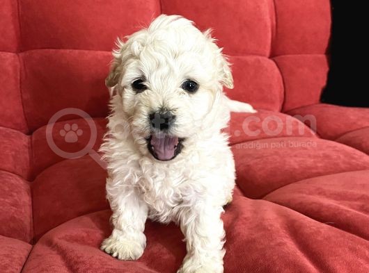 Oyuncu Irk Garantili Maltipoo