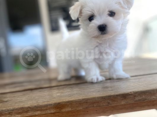 Aaa Kalite Maltese Terrier görsel