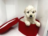Oyuncu Irk Garantili Maltipoo