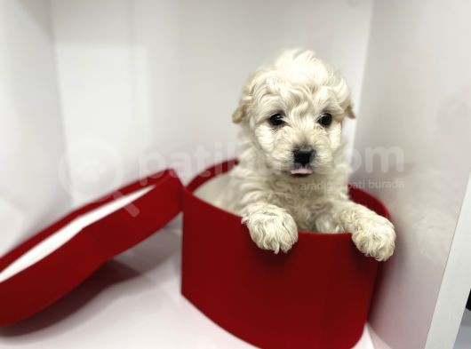 Oyuncu Irk Garantili Maltipoo görsel