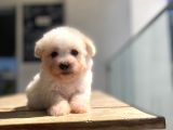 Sevimli Maltipoo Yavrular