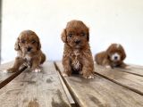 Red Brown Maltipoo Yavrular