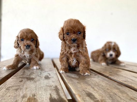 Red Brown Maltipoo Yavrular görsel