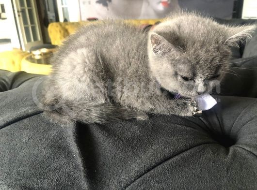 Minik Kızımız Yeni Yuvasına Hazır görsel