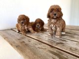 Red Brown Maltipoo Yavrular