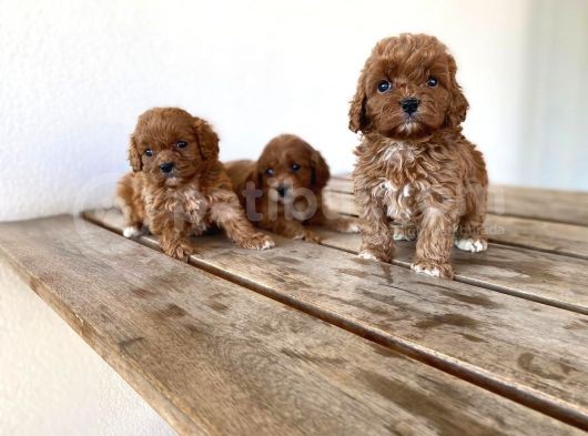 Red Brown Maltipoo Yavrular görsel