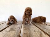 Red Brown Maltipoo Yavrular
