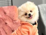 Pomeranian Boo Oğlumuz Fox