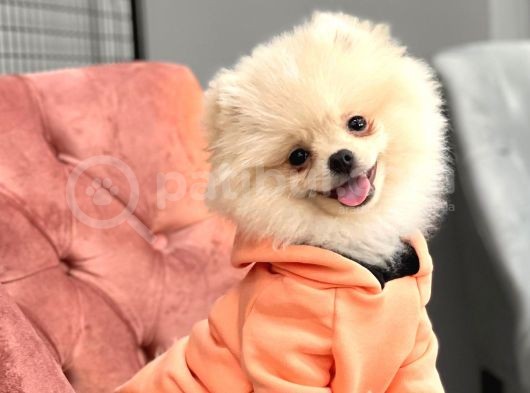 Pomeranian Boo Oğlumuz Fox görsel