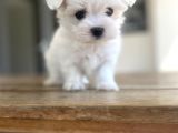 Aaa Kalite Maltese Terrier