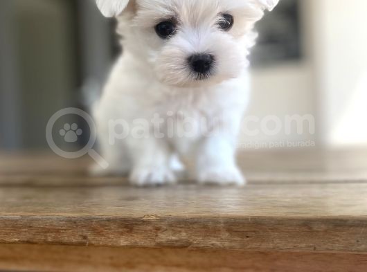 Aaa Kalite Maltese Terrier görsel
