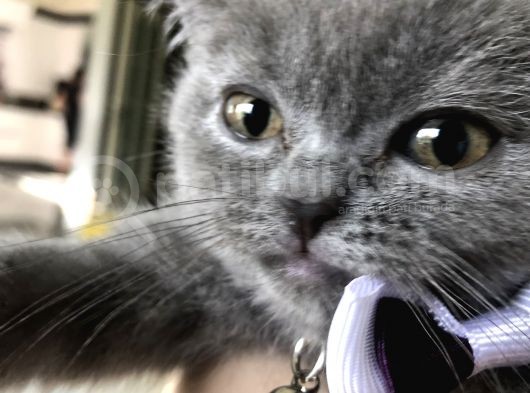 Minik Kızımız Yeni Yuvasına Hazır görsel