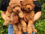 3 Aylık Erkek Toy Poodle Yavrumuz