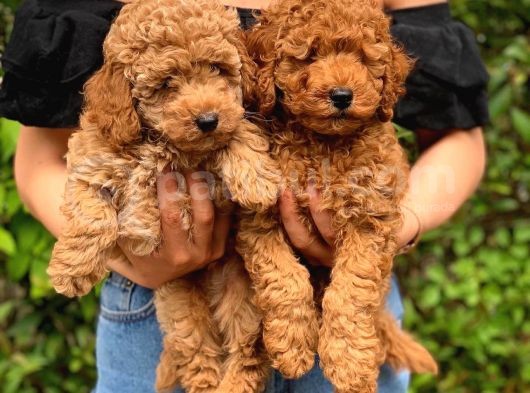 3 Aylık Erkek Toy Poodle Yavrumuz