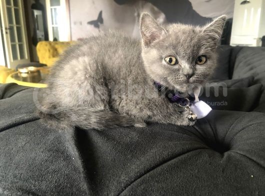 Minik Kızımız Yeni Yuvasına Hazır görsel