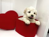 Oyuncu Irk Garantili Maltipoo