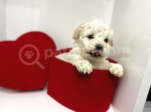 Oyuncu Irk Garantili Maltipoo görsel
