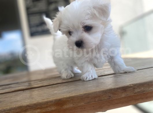 Aaa Kalite Maltese Terrier