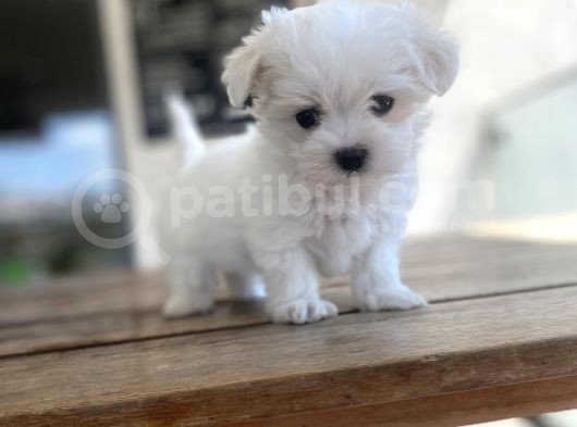 Aaa Kalite Maltese Terrier görsel