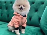 Pomeranian Boo Oğlumuz Fox