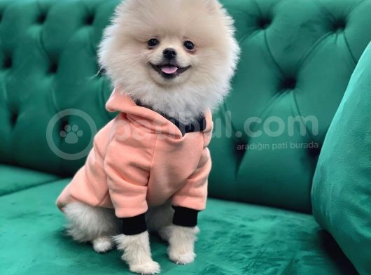 Pomeranian Boo Oğlumuz Fox