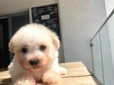 Sevimli Maltipoo Yavrular