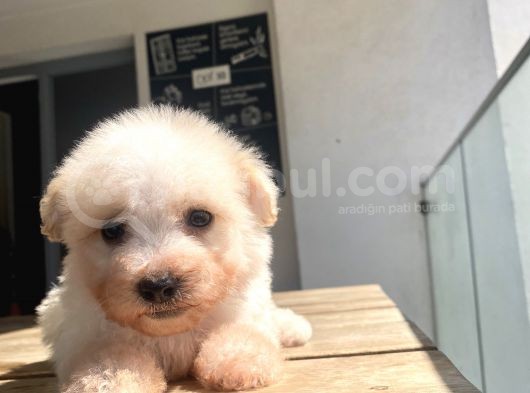 Sevimli Maltipoo Yavrular görsel