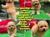 Orjinal Yüz Yapılı Safkan Apricot Toy Poodle Oğlumuz