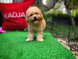 Orjinal Yüz Yapılı Safkan Apricot Toy Poodle Oğlumuz