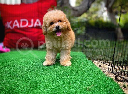 Orjinal Yüz Yapılı Safkan Apricot Toy Poodle Oğlumuz görsel