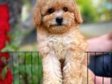 Orjinal Yüz Yapılı Safkan Apricot Toy Poodle Oğlumuz