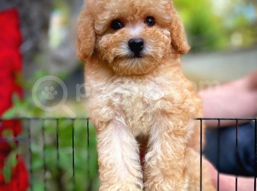 Orjinal Yüz Yapılı Safkan Apricot Toy Poodle Oğlumuz görsel