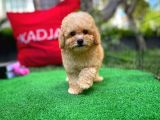 Orjinal Yüz Yapılı Safkan Apricot Toy Poodle Oğlumuz