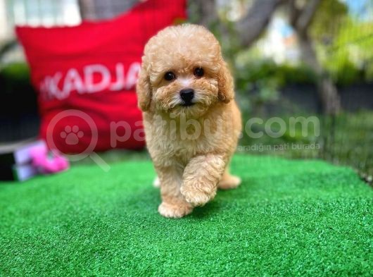 Orjinal Yüz Yapılı Safkan Apricot Toy Poodle Oğlumuz görsel