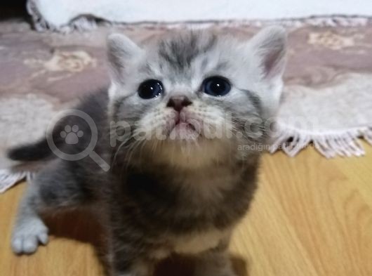 1 Aylık Yavru Kedimiz Rezerveye Hazırdır görsel