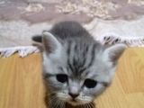 1 Aylık Yavru Kedimiz Rezerveye Hazırdır